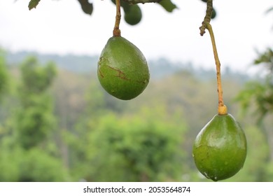 Close-up Of Ripening Avacado On Tree