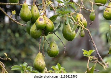 Close-up Of Ripening Avacado On Tree At Big Organic Fruit Farm