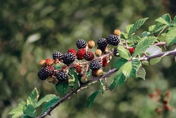 Close-up Of Ripening Blackberries, South Of France