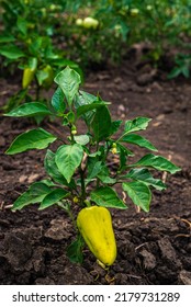 Close-up of ripening peppers in the organic pepper plantation.Fresh Yellow and Red sweet Bell Pepper Plants with Selective Focus in plantation, paprikaGreen and yellow peppers growing in a garden