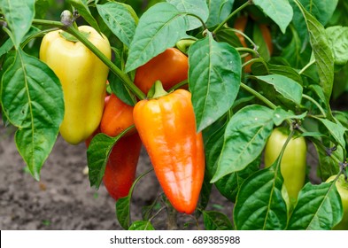 Closeup of ripening peppers in the organic pepper plantation.Fresh Yellow and Red sweet Bell Pepper Plants with Selective Focus in plantation,paprika/Green,yellow and red peppers growing in a garden

