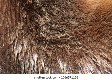 Closeup Of River Otter Fur