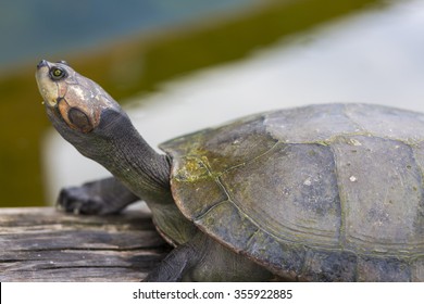 Closeup River Turtle Bolivian Jungle Rurrenabaque Stock Photo 355922885 ...