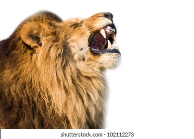 Closeup Of A Roaring African Lion - Isolated On White Background