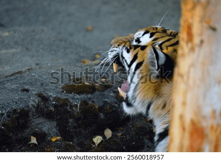 A closeup of roaring tiger