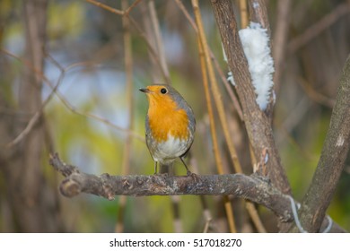 Closeup of robin on a tree. Robin to the manger