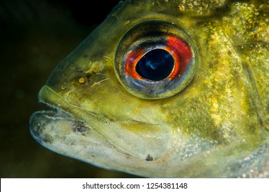 Close-up Of A Rock Bass Fish Swimming Underwater In The St.Lawrence River