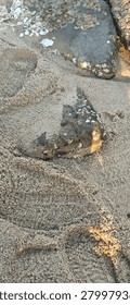 Close-up of rocks covered in barnacles and seashells on a sandy beach.