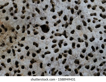 Porous Lava Rock Trypophobia Stock Photo 1244599918 | Shutterstock