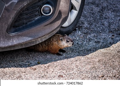 Closeup Of Rodent, Woodchuck, Muskrat Or Groundhog Hiding Under Car By Tire In Shadow