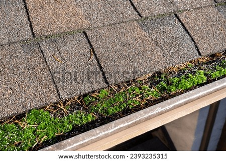 Closeup of roof gutter completely filled with debris and vibrant green moss growing on top, white granules of moss killer sprinkled over gutter
