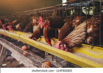 Close-Up Of Rooster In Cage Livestock hens in industrial farm