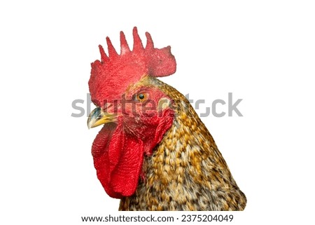 Close-up of rooster head isolated on pure white background.
