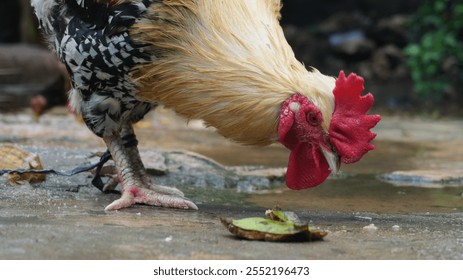 A close-up of a rooster's head highlights its vibrant red comb, sharp beak, piercing eyes, and colorful feathers, showcasing the proud and striking features of this majestic bird. - Powered by Shutterstock