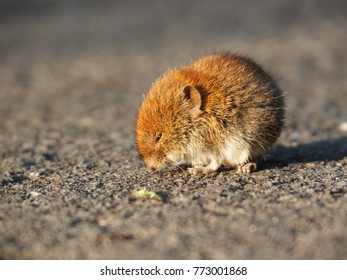Close-up of a root vole