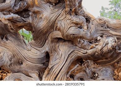 Closeup of a rootball from an old, dry tree that fell over during a storm. The wood is extremely weathered with lots of texture. Sunset Crater Volcano National Monument, Flagstaff, Arizona. 