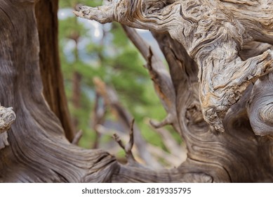 Closeup of a rootball from an old, dry tree that fell over during a storm. The wood is extremely weathered with lots of texture. Sunset Crater Volcano National Monument, Flagstaff, Arizona. 