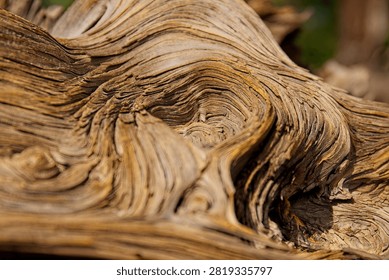 Closeup of a rootball from an old, dry tree that fell over during a storm. The wood is extremely weathered with lots of texture. Sunset Crater Volcano National Monument, Flagstaff, Arizona. 
