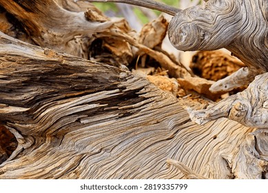 Closeup of a rootball from an old, dry tree that fell over during a storm. The wood is extremely weathered with lots of texture. Sunset Crater Volcano National Monument, Flagstaff, Arizona. 
