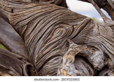 Closeup of a rootball from an old, dry tree that fell over during a storm. The wood is extremely weathered with lots of texture. Sunset Crater Volcano National Monument, Flagstaff, Arizona. 