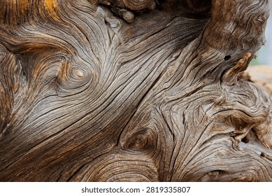Closeup of a rootball from an old, dry tree that fell over during a storm. The wood is extremely weathered with lots of texture. Sunset Crater Volcano National Monument, Flagstaff, Arizona. 