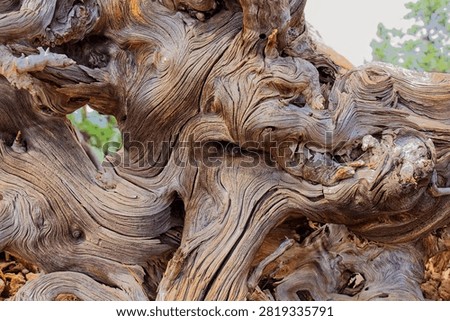 Closeup of a rootball from an old, dry tree that fell over during a storm. The wood is extremely weathered with lots of texture. Sunset Crater Volcano National Monument, Flagstaff, Arizona. 
