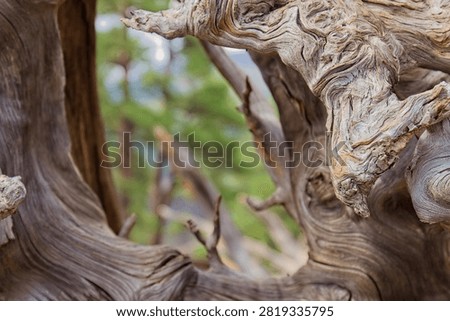 Closeup of a rootball from an old, dry tree that fell over during a storm. The wood is extremely weathered with lots of texture. Sunset Crater Volcano National Monument, Flagstaff, Arizona. 