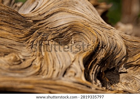 Closeup of a rootball from an old, dry tree that fell over during a storm. The wood is extremely weathered with lots of texture. Sunset Crater Volcano National Monument, Flagstaff, Arizona. 