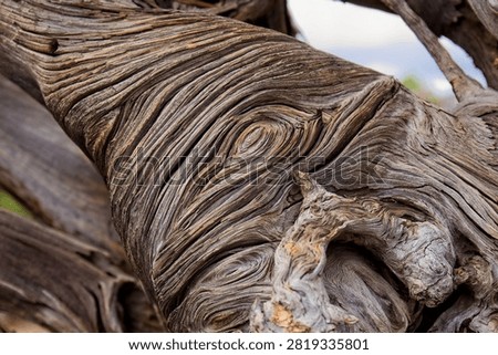 Closeup of a rootball from an old, dry tree that fell over during a storm. The wood is extremely weathered with lots of texture. Sunset Crater Volcano National Monument, Flagstaff, Arizona. 