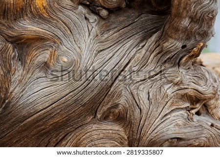 Closeup of a rootball from an old, dry tree that fell over during a storm. The wood is extremely weathered with lots of texture. Sunset Crater Volcano National Monument, Flagstaff, Arizona. 