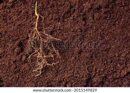close-up of the roots of the plant against the background of brown fertile fertilized soil