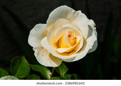 close-up: rose blossom with creamy petals captured face forward - Powered by Shutterstock