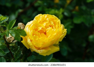 close-up: rose breed with yellow petals captured face forward - Powered by Shutterstock