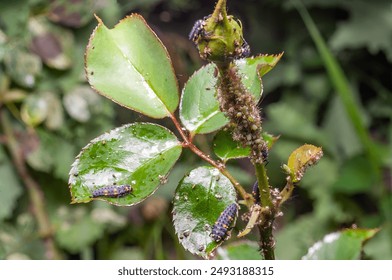 Close-up of a rose stem infested with aphids and ladybug larvae.