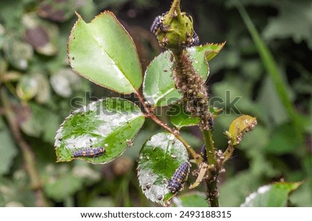 Close-up of a rose stem infested with aphids and ladybug larvae.