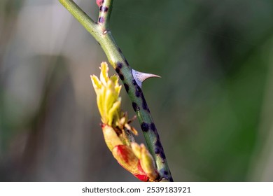 Close-up of a rose stem showing thorns, dark spots, and fresh green buds with a blurred background. - Powered by Shutterstock