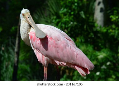 Closeup of Roseate Spoonbill. The bird has plumage of a bright pink color and is an elegant flier often seen in the Florida sky.