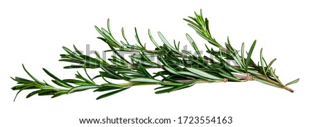 Closeup of rosemary. Isolated over white background