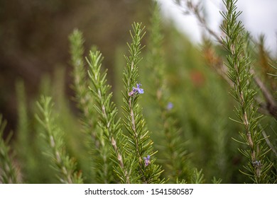 Closeup of rosemary plant with purple flower