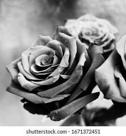 Closeup of roses with water drops. Black and white macro photo. Elegant flowers.