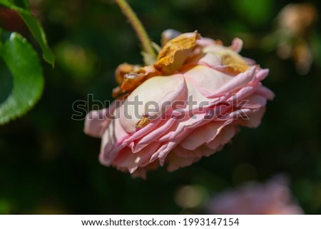 Foto Bild Verblühte Rosen Garten