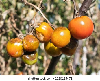 Close-up Of Rotten And Damaged Tomatoes On A Vine, Withered Plant. Crop Failure Due To Bad Weather. Focus On The Foreground, Blurred Effect