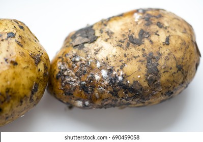 Close-up Of Rotten Potatoes On White Table