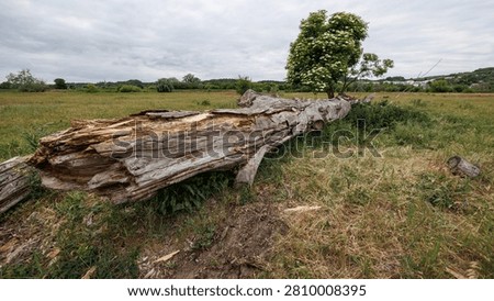 A close-up of a rotten, splintered dead tree trunk in front of a flowering viburnum bush. A flowering viburnum tree is in the background. Cloudy sky.