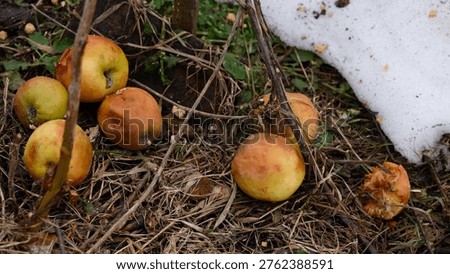 Close-up of rotten windfall apples lying on dry grass and melting snow in a spring garden.