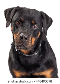 Closeup Rottweiler Dog With Drool Dripping Out Of Mouth