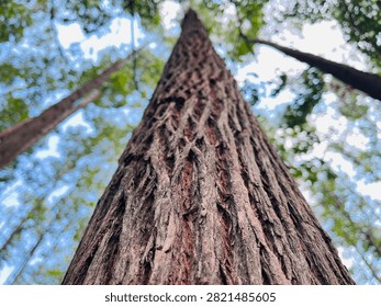 Close-up of rough eucalyptus tree bark texture with a selective focus looking up to the canopy.