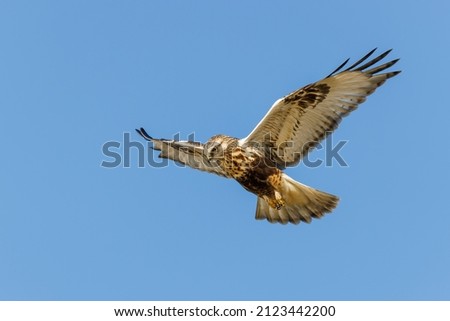 A closeup of a Rough Legged Hawk flying in the air