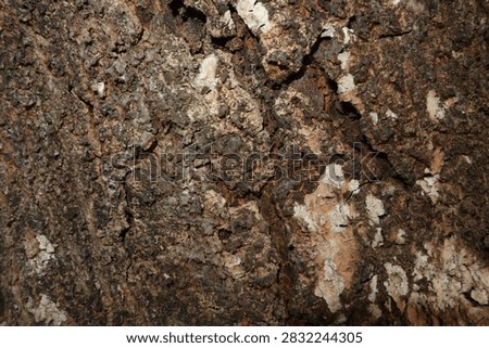 Close-up of rough mango tree bark with deep cracks, rugged texture, and natural weathering, creating an earthy organic background from a tropical tree in rural Java, Indonesia.