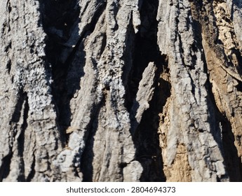 Closeup of rough old tree bark with deep grooves texture